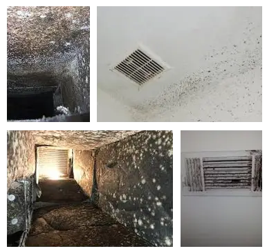 Four images showing mold growth. Top left: Vent covered in heavy mold. Top right: Mold spreading on ceiling near a vent. Bottom left: Duct interior lined with mold. Bottom right: Vent with mold on surrounding wall. Discover the best dryer vent cleaning services near me to tackle severe ventilation contamination.